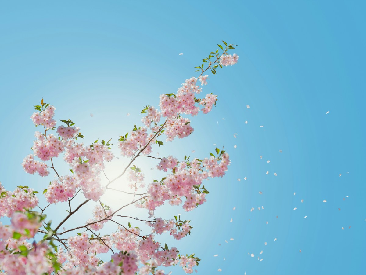 “Gente di primavera”: testimoni di speranza che fiorisce nel dono della&nbsp;vita